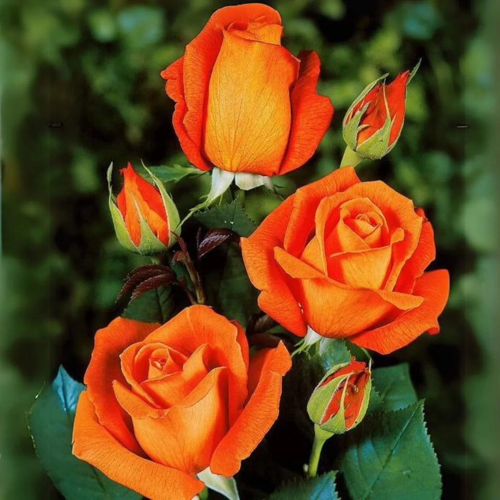 Premium Red Orange Rose Flower seeds for Planting Colorful Display, Heirloom & GMO Free Seeds for Home Garden seeds
