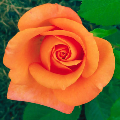 Rose Flower seeds for Planting Low Maintenance Heirloom & GMO Free Seeds for Home Garden