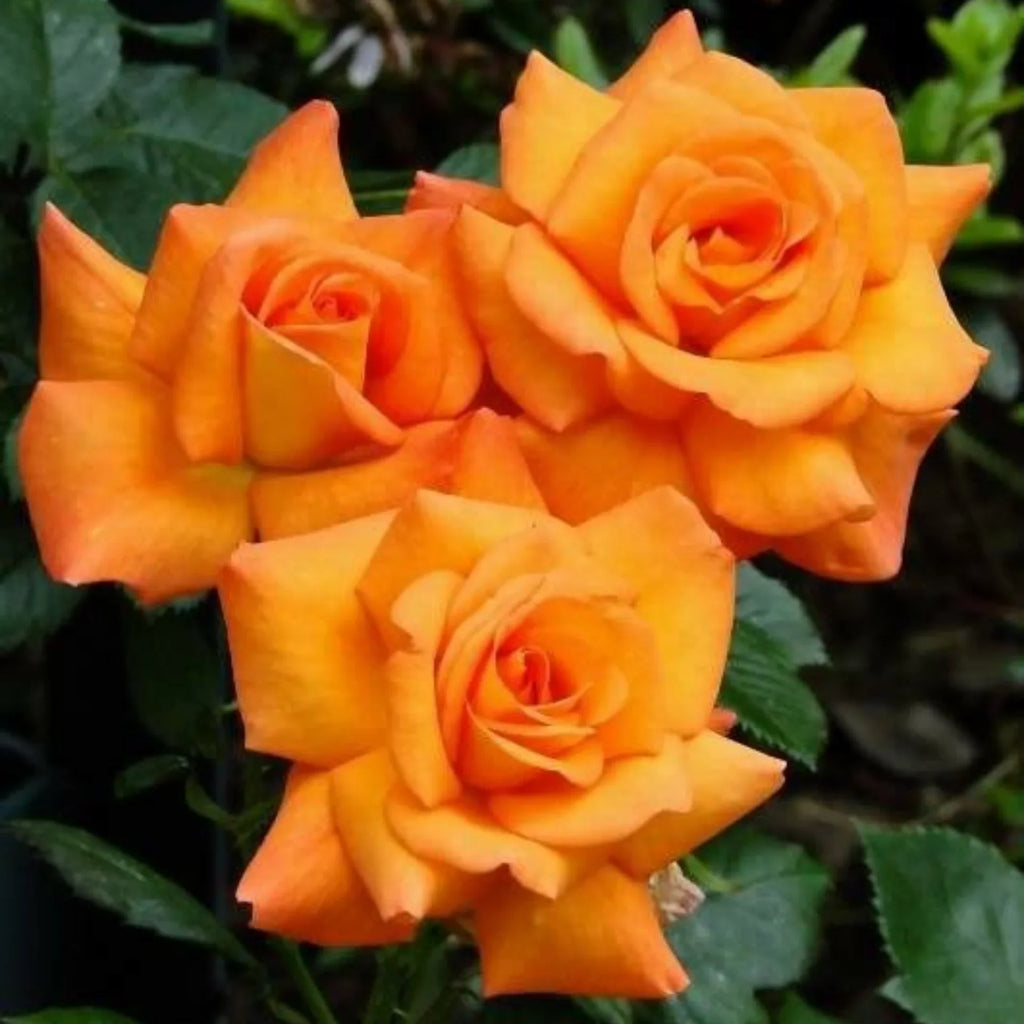 Premium Dark Orange Rose Flower seeds for Planting Vibrant Colors, Heirloom & GMO Free Seeds for Home Garden seeds