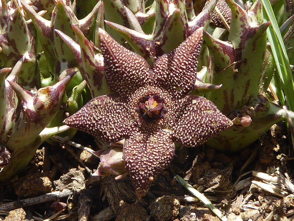 Orbea Cooperi Flower seeds for Planting Bright Blooms Heirloom & GMO Free Seeds for Home Garden