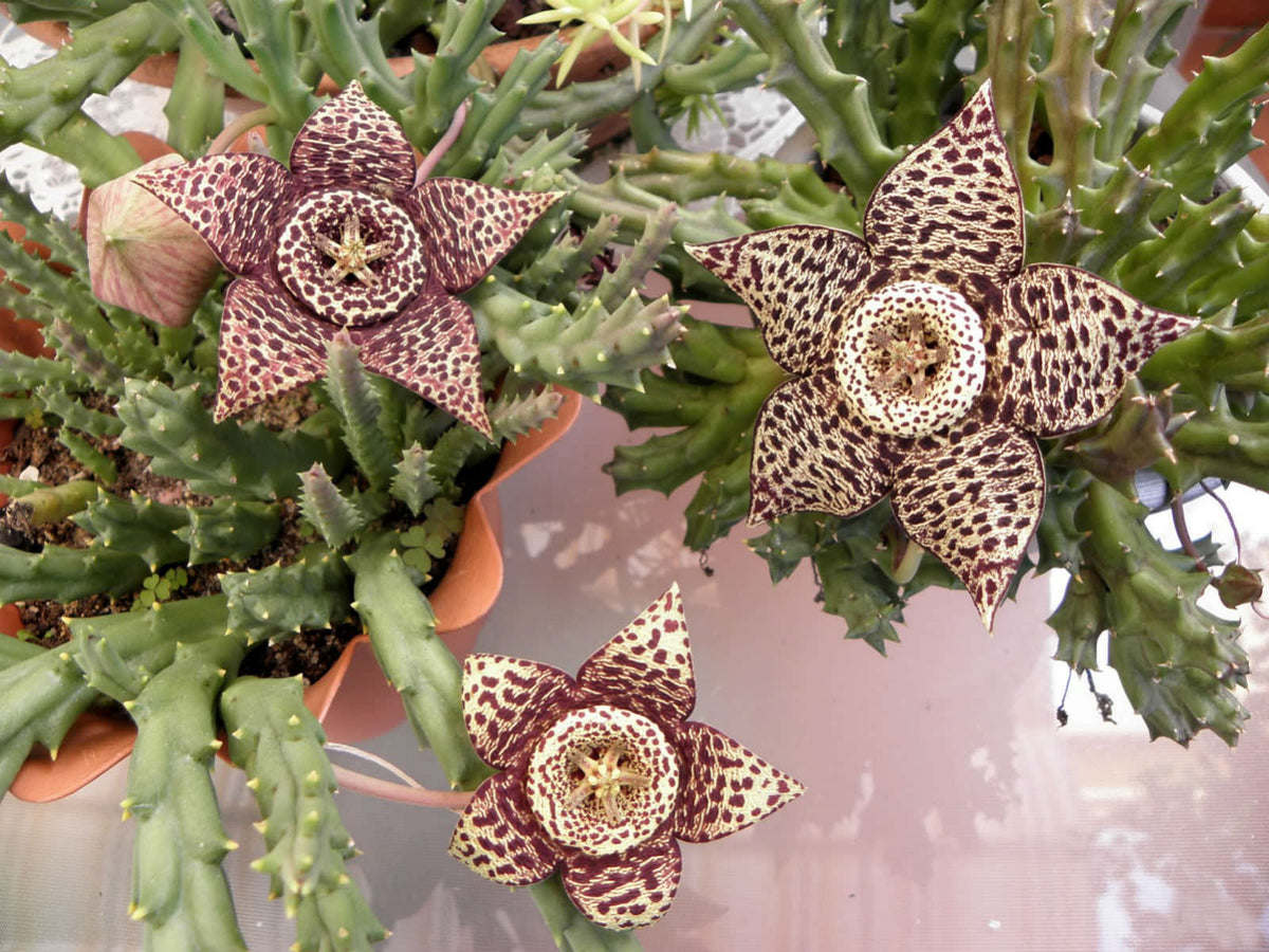 Stapelia Pulchella Flower seeds for Planting Colorful Display Heirloom & GMO Free Seeds for Home Garden