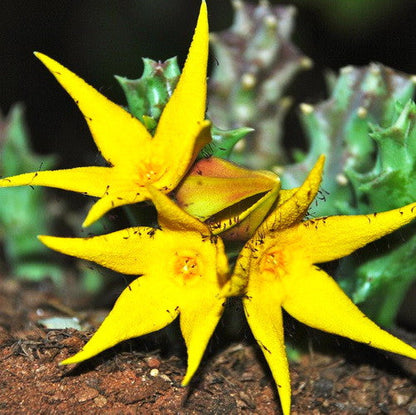 Orbea Lutea Succulent Flower seeds for Planting Low Maintenance Heirloom & GMO Free Seeds for Home Garden