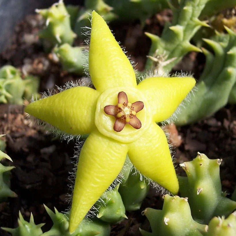 Orbea Lutea Succulent Flower seeds for Planting Low Maintenance Heirloom & GMO Free Seeds for Home Garden
