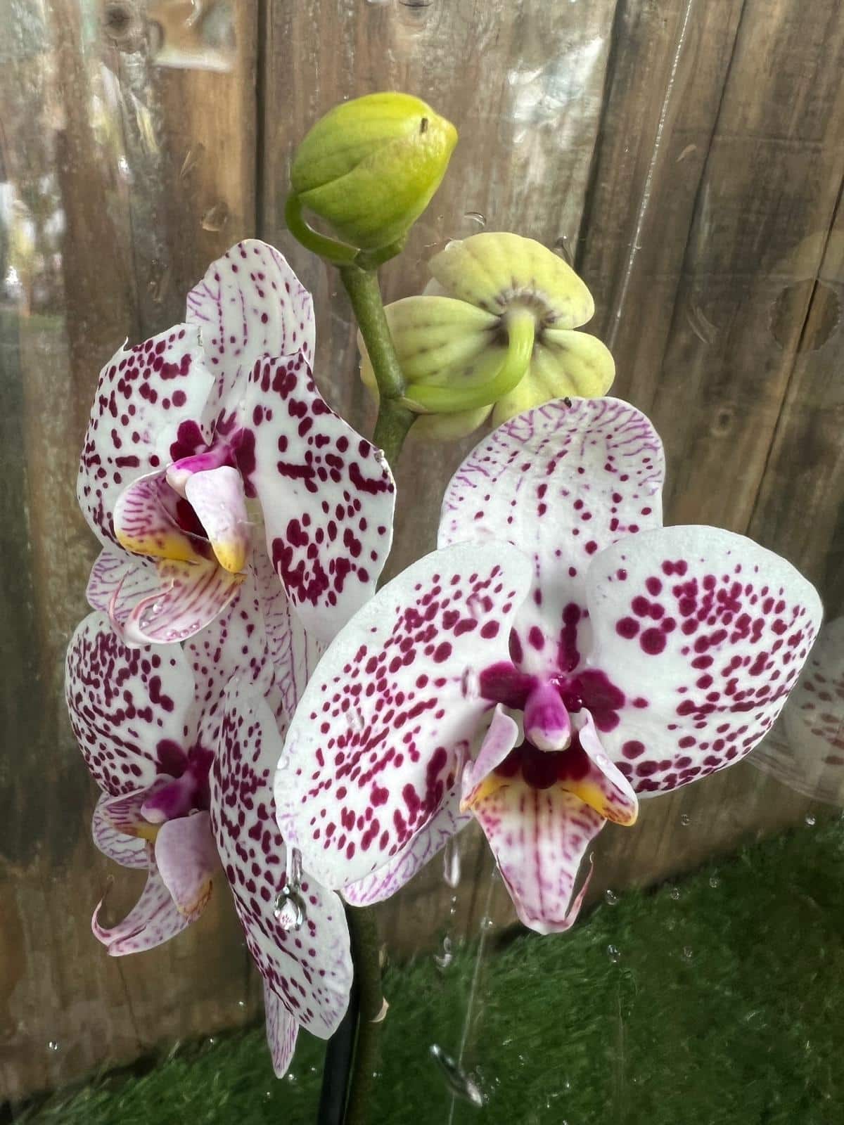 Premium White Violet Butterfly Orchid Flower seeds for Planting Easy to Grow, Heirloom & GMO Free Seeds for Home Garden seeds
