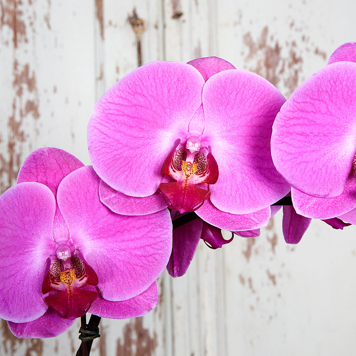 Red Cymbidium Flower seeds for Planting Drought Tolerant, Heirloom & GMO Free Seeds for Home Garden vegetable and garden seeds