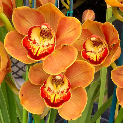Orange Butterfly Orchid Flower seeds for Planting Seasonal Bloomer, Heirloom & GMO Free Seeds for Home Garden vegetable and garden seeds