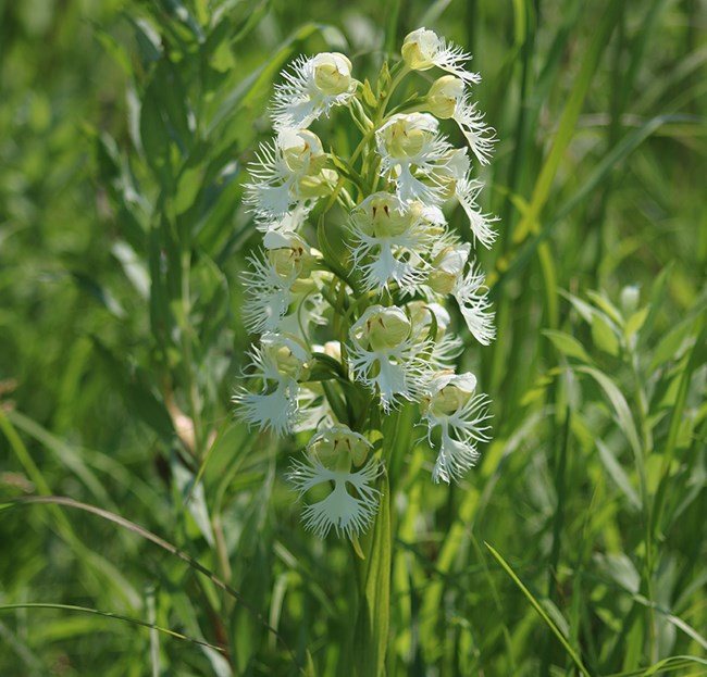 Fringed Orchid Flower seeds for Planting Perfect for Borders Heirloom & GMO Free Seeds for Home Garden