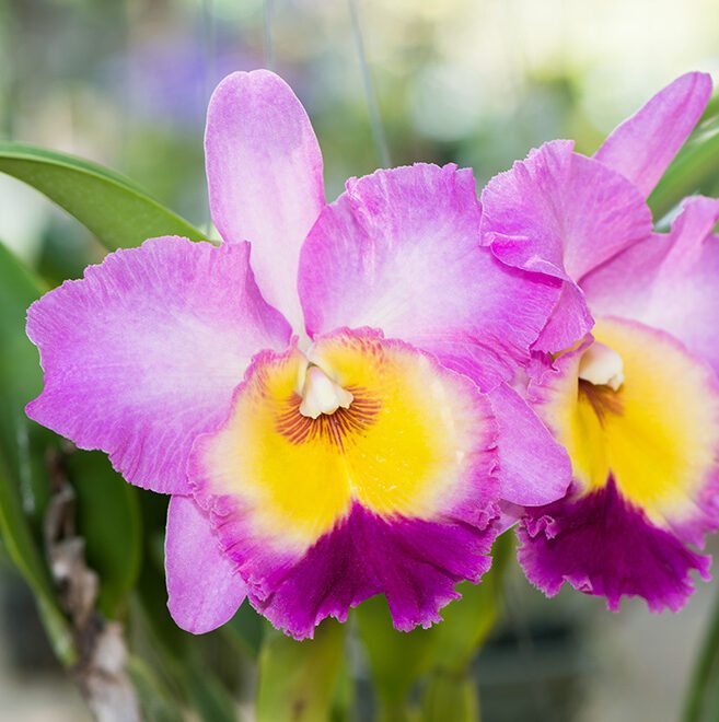 Premium Mixed Cattleya Flower seeds for Planting Cut Flower Favorite, Heirloom & GMO Free Seeds for Home Garden seeds