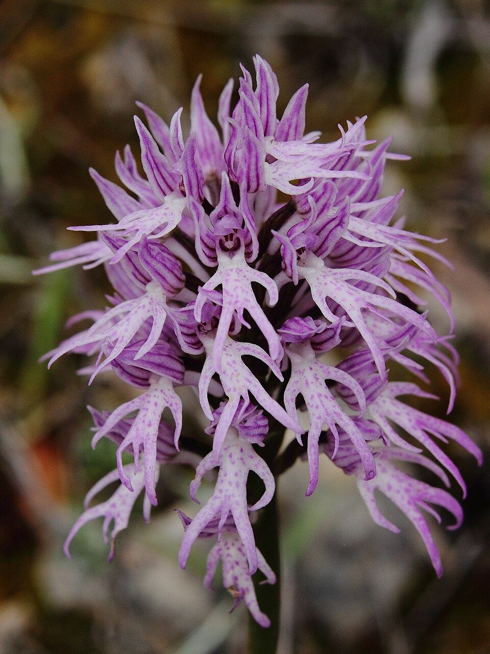 Purple Pyramid Monkey Orchid Flower seeds for Planting Garden Favorite, Heirloom & GMO Free Seeds for Home Garden vegetable and garden seeds