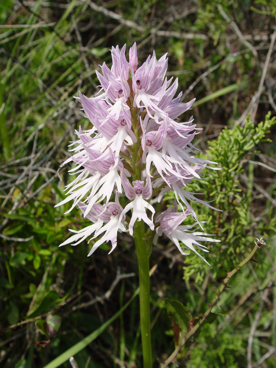Premium Purple Pyramid Monkey Orchid Flower seeds for Planting Garden Favorite, Heirloom & GMO Free Seeds for Home Garden seeds