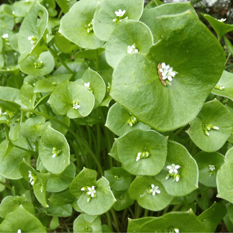 Green Claytonia Flower seeds for Planting - Cut Flower Favorite, Heirloom & GMO Free Seeds for Home Garden