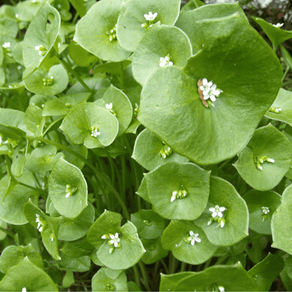 Green Claytonia Flower seeds for Planting - Cut Flower Favorite, Heirloom & GMO Free Seeds for Home Garden