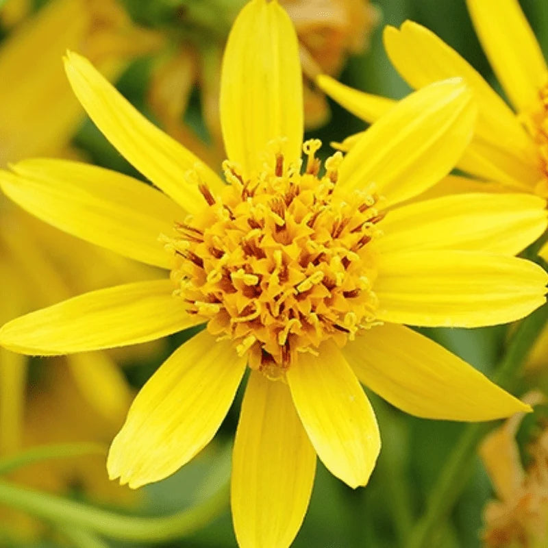 Heirloom Arnica Montana Flower seeds for Planting Seasonal Bloomer Heirloom & GMO Free Seeds for Home Garden
