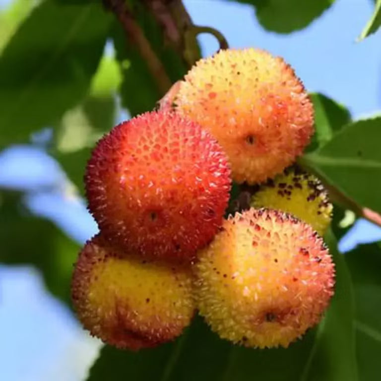 Dark Brown Arbutus Fruit Seeds - Perennial Garden Planting - Evergrowseeds