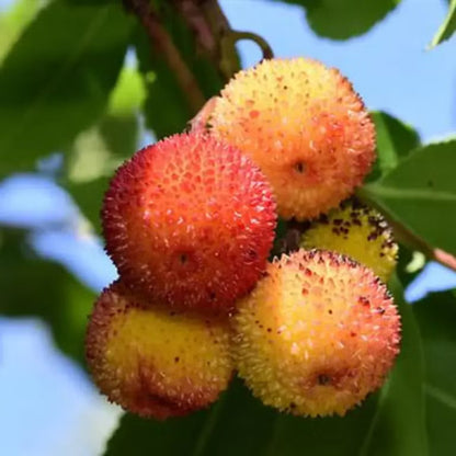 Dark Brown Arbutus Fruit Seeds - Perennial Garden Planting - Evergrowseeds