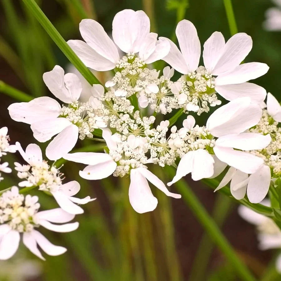 Premium Orlaya Flower seeds for Planting Seasonal Bloomer, Heirloom & GMO Free Seeds for Home Garden seeds