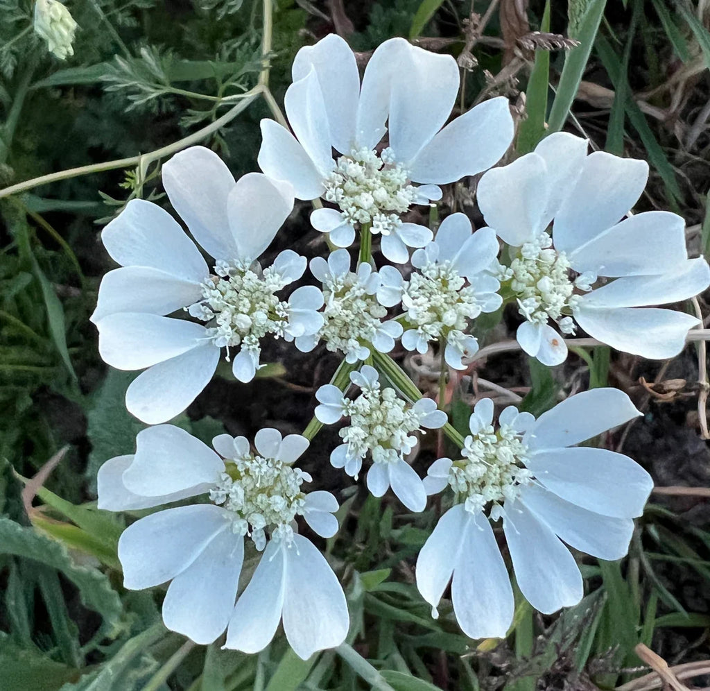 Lace Flower seeds for Planting Pollinator Friendly, Heirloom & GMO Free Seeds for Home Garden vegetable and garden seeds