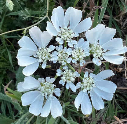 Lace Flower seeds for Planting Pollinator Friendly, Heirloom & GMO Free Seeds for Home Garden vegetable and garden seeds