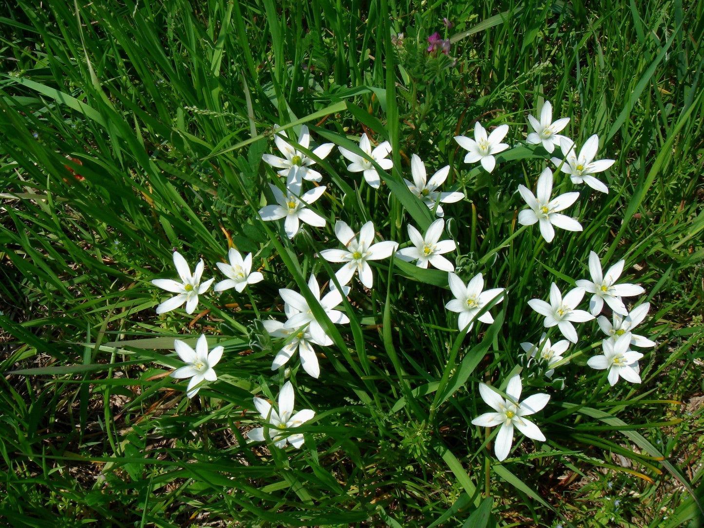 Star of Bethlehem Flower Seeds for Planting