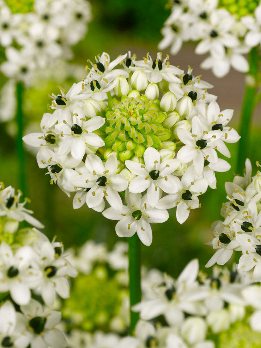 Ornithogalum Saundersiae Flower seeds for Planting Low Maintenance Heirloom & GMO Free Seeds for Home Garden