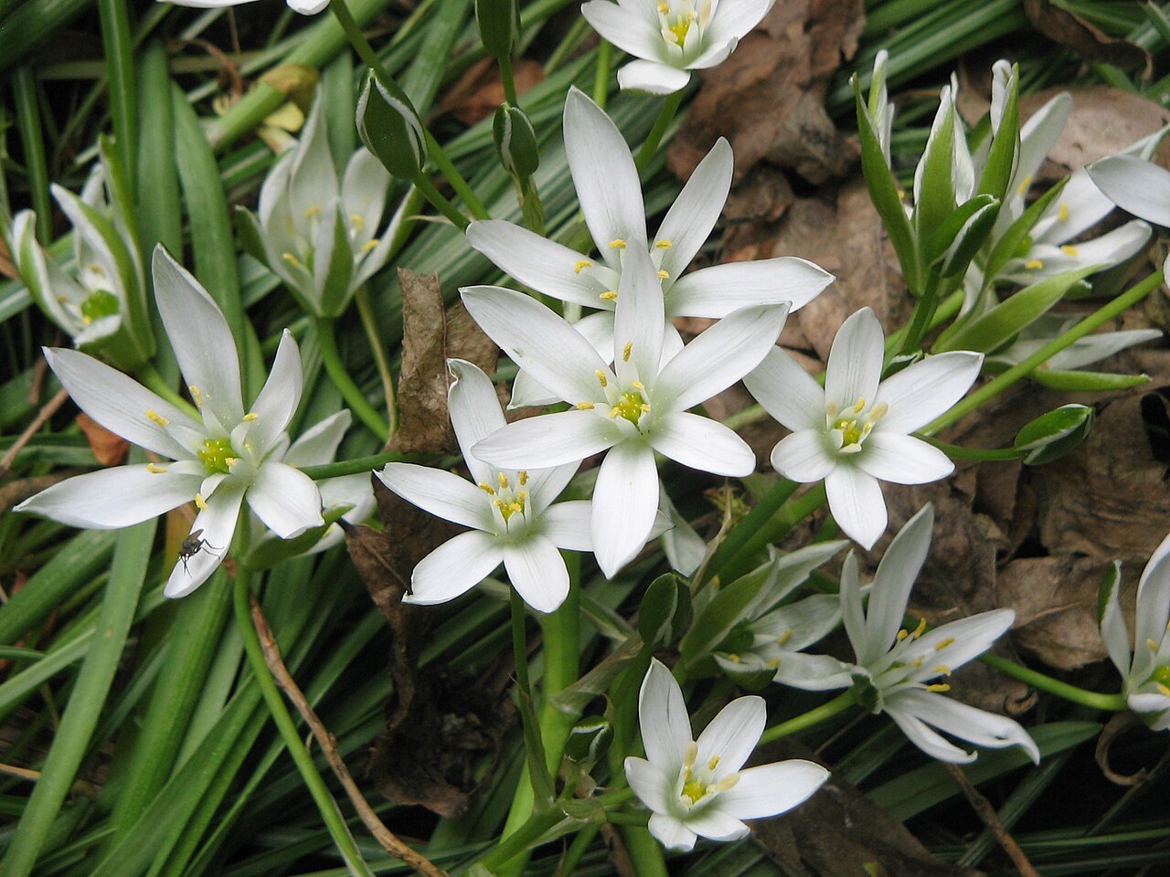 White Nevadensis Flower seeds for Planting Colorful Display, Heirloom & GMO Free Seeds for Home Garden seeds for planting