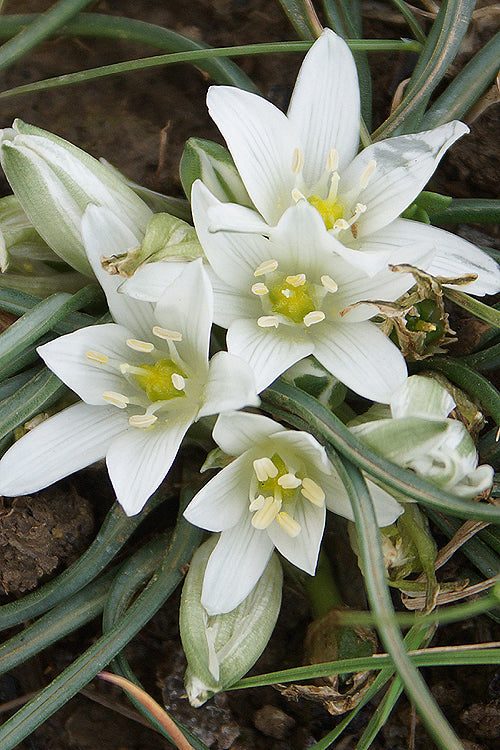 White Nevadensis Flower seeds for Planting Colorful Display, Heirloom & GMO Free Seeds for Home Garden vegetable and garden seeds