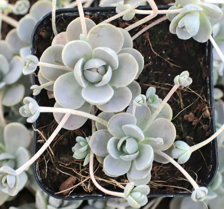 Orostachys Flower seeds for Planting Vibrant Colors Heirloom & GMO Free Seeds for Home GardeN