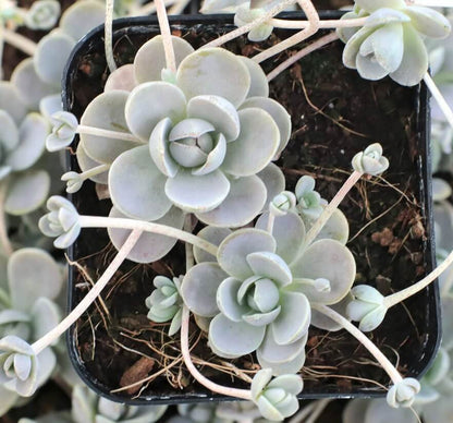 Orostachys Flower seeds for Planting Vibrant Colors Heirloom & GMO Free Seeds for Home GardeN