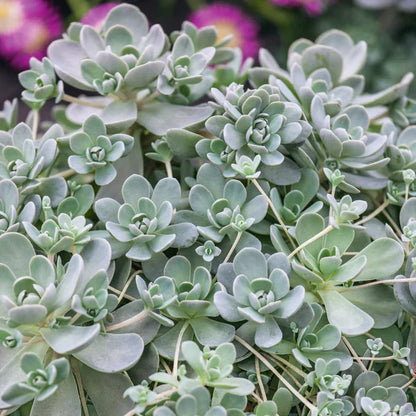 Orostachys (Orostachys Flower) seeds for planting in home garden