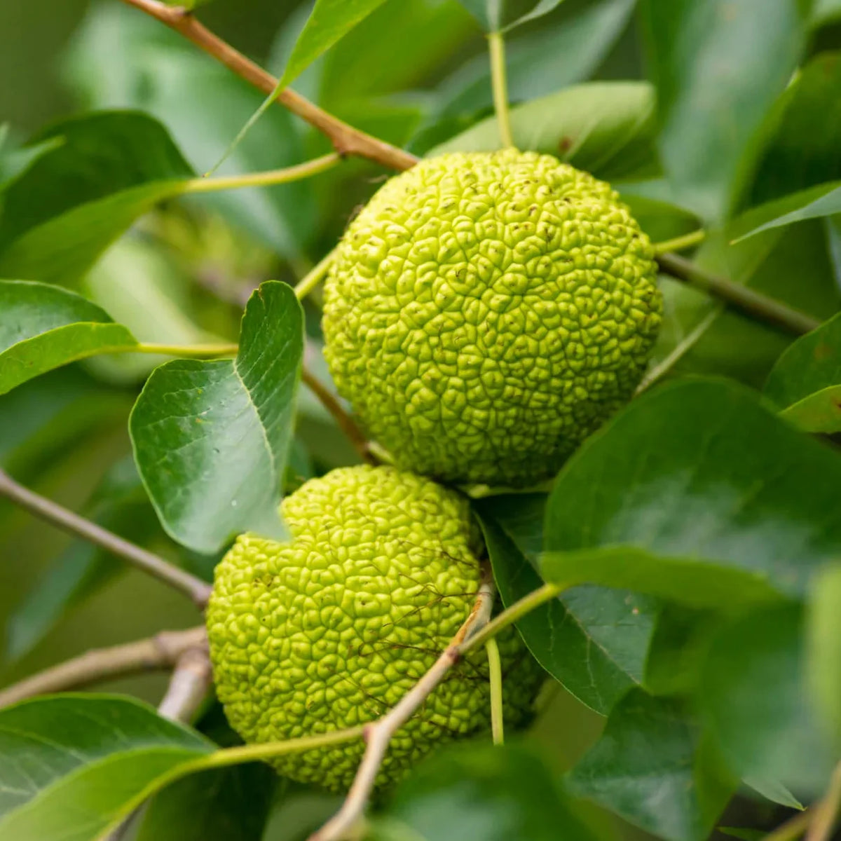Osage Orange Seeds for Planting - Grow Your Own Trees