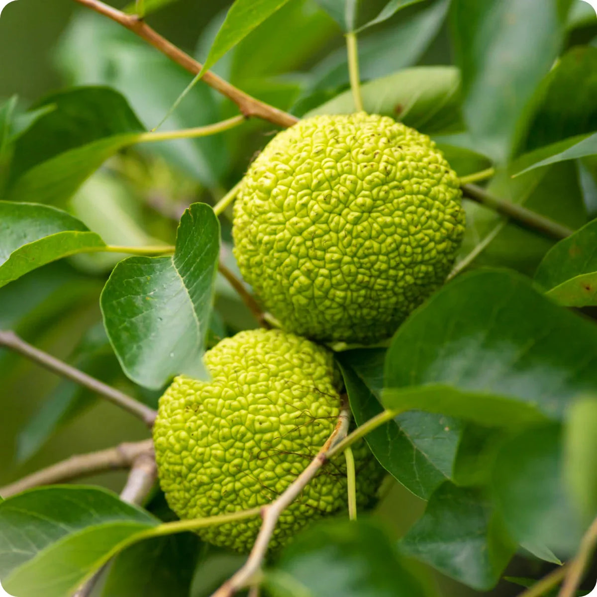 Osage Orange Seeds for Unique Tree Planting - Evergrowseeds