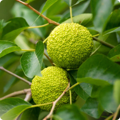 Osage Orange Seeds for Unique Tree Planting - Evergrowseeds