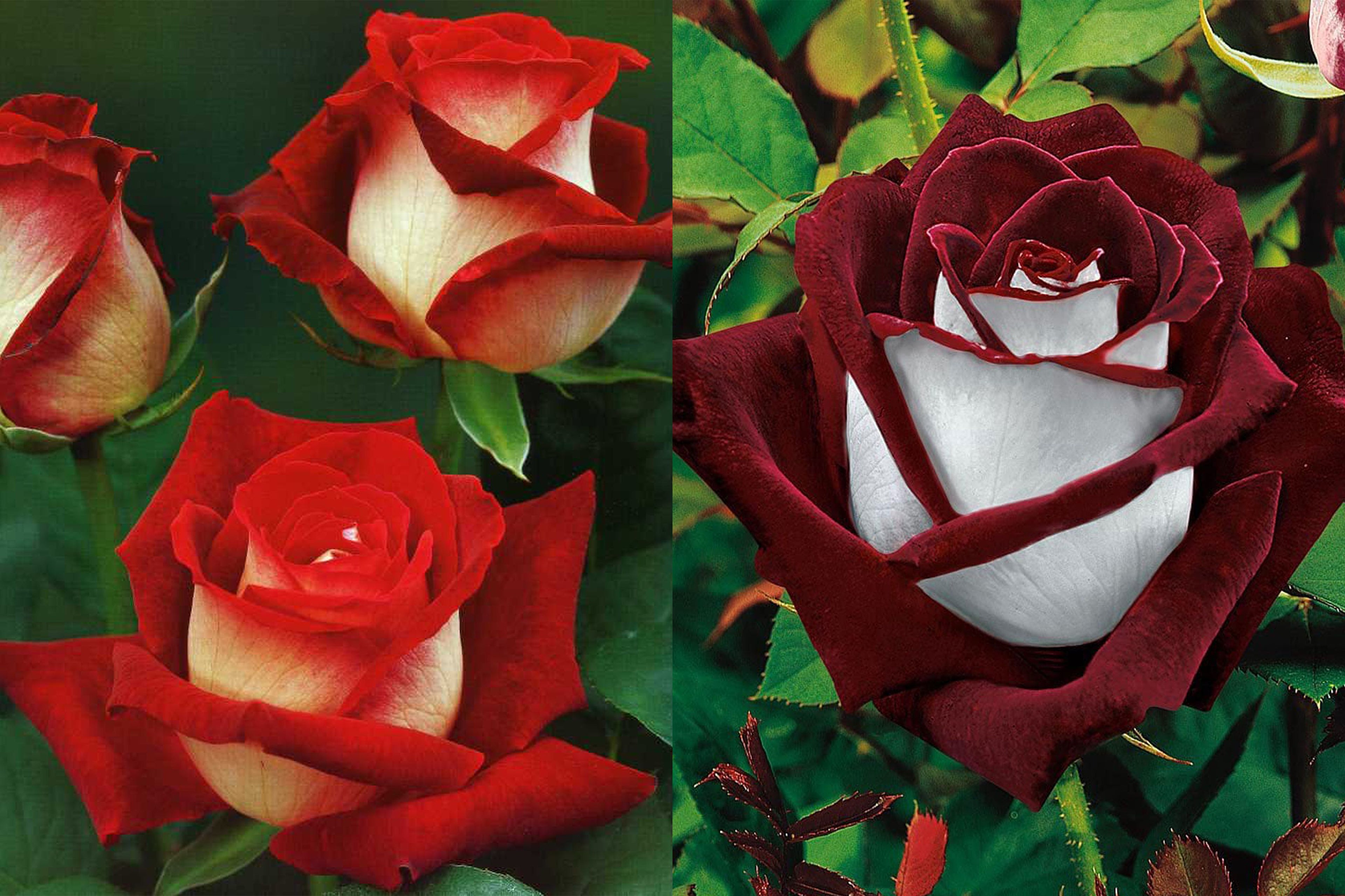 Premium Rare Deep Red and White Osiria Ruby Rose Flower seeds for Planting Shade Tolerant, Heirloom & GMO Free Seeds for Home Garden seeds