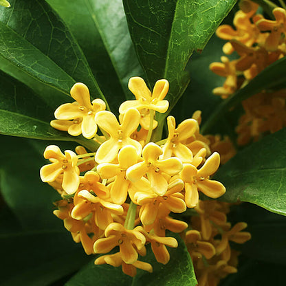 Heirloom Osmanthus Flower seeds for Planting Cottage Garden Essential Heirloom & GMO Free Seeds for Home Garden