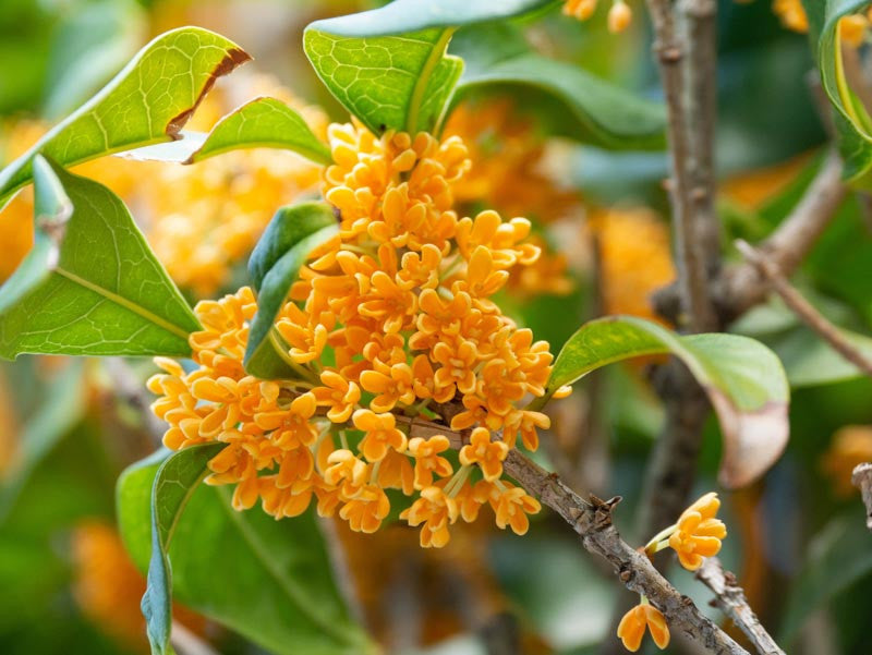 Osmanthus Fragrans Flower seeds for Planting Vibrant Colors Heirloom & GMO Free Seeds for Home Garden