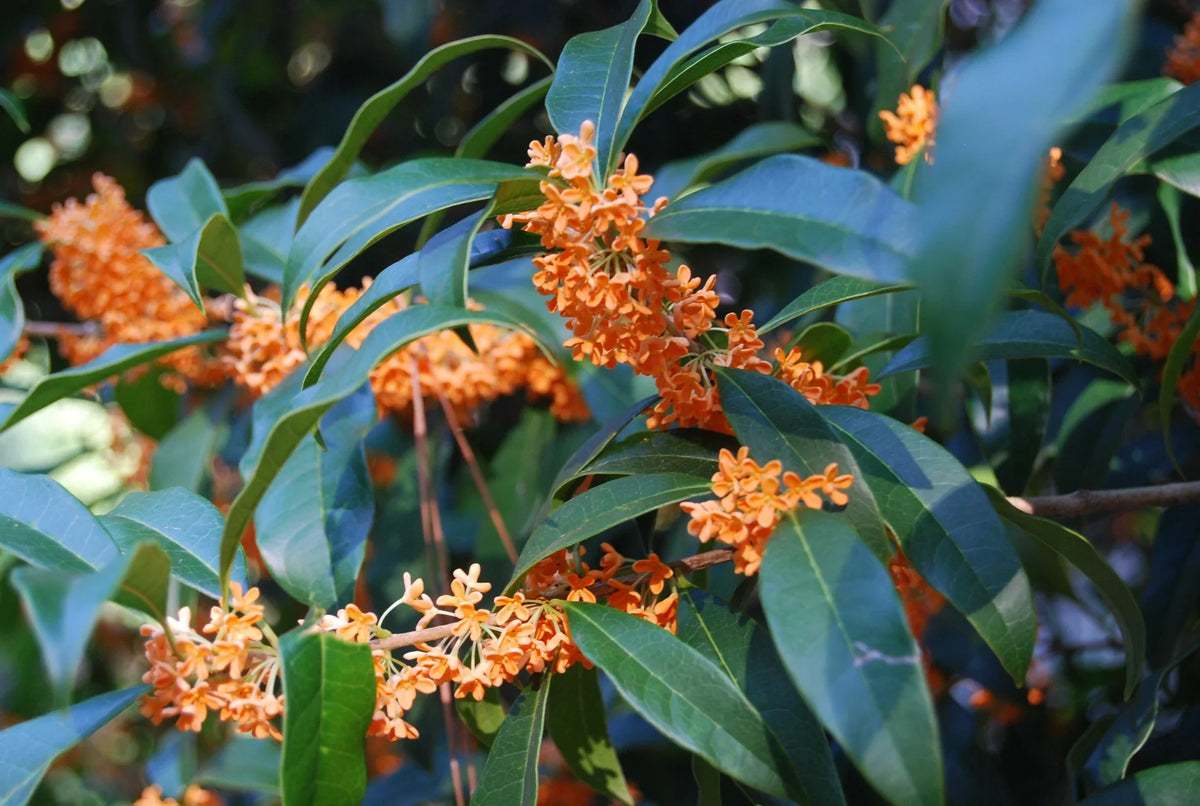 Osmanthus Fragrans Flower seeds for Planting Vibrant Colors Heirloom & GMO Free Seeds for Home Garden