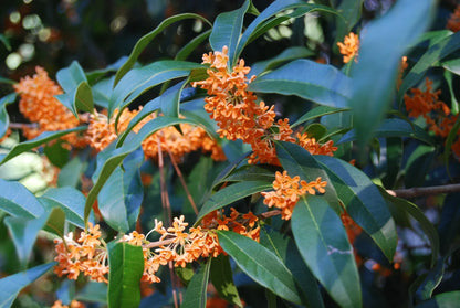 Osmanthus Fragrans Flower seeds for Planting Vibrant Colors Heirloom & GMO Free Seeds for Home Garden