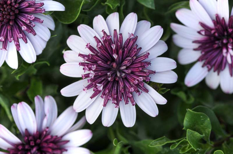 White Purple Omeris Flower seeds for Planting Sun Loving, Heirloom & GMO Free Seeds for Home Garden vegetable and garden seeds