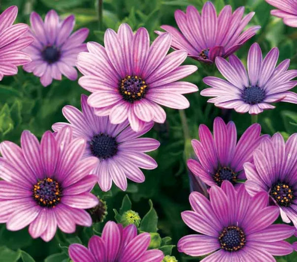 Premium Lavender Osteospermum Flower seeds for Planting Sun Loving, Heirloom & GMO Free Seeds for Home Garden seeds