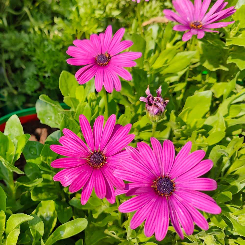Osteospermum Ecklonis Flower seeds for Planting Premium Quality Heirloom & GMO Free Seeds for Home Garden