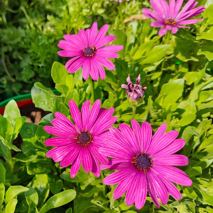 Osteospermum Ecklonis Flower seeds for Planting Premium Quality Heirloom & GMO Free Seeds for Home Garden