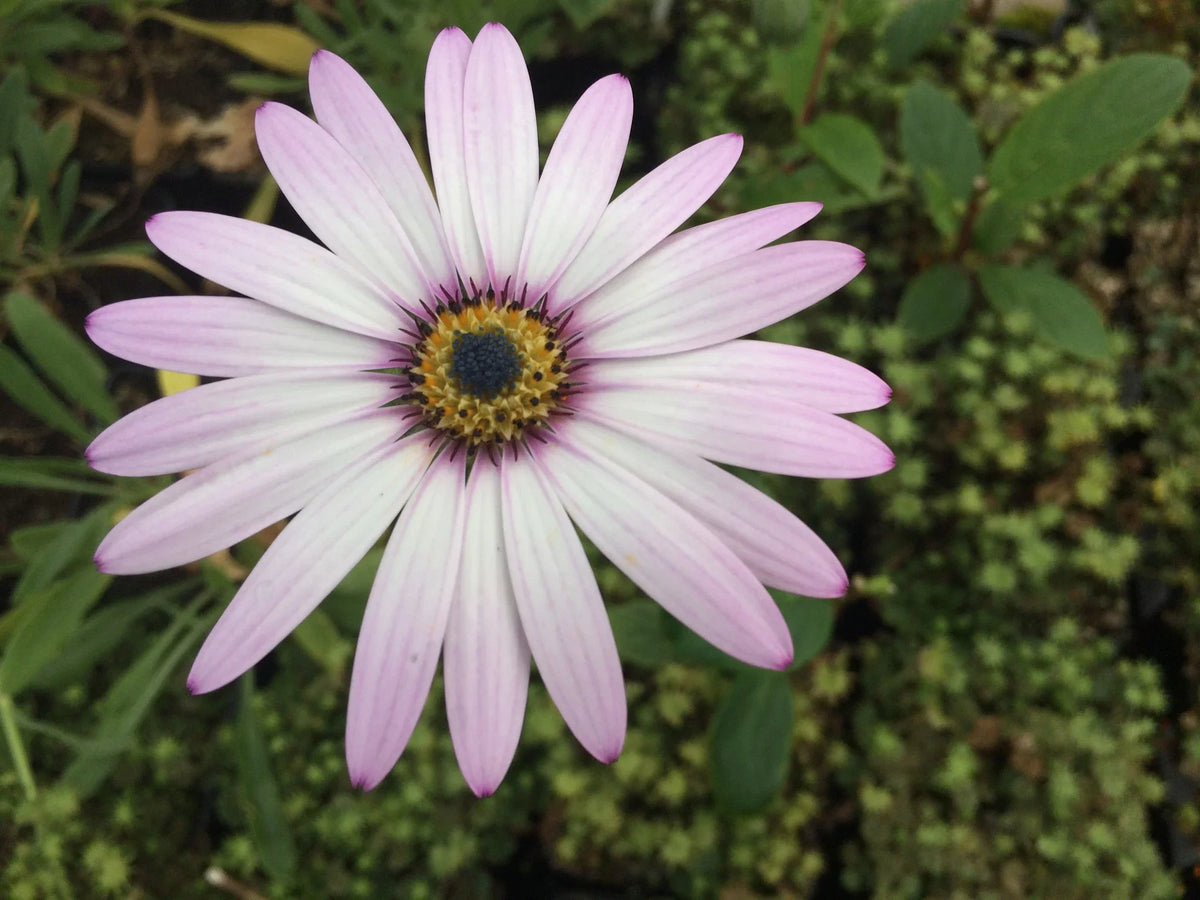 Osteospermum Flower seeds for Planting Cut Flower Favorite Heirloom & GMO Free Seeds for Home Garden