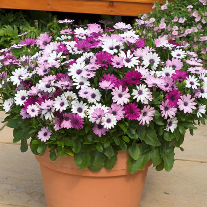 Osteospermum Flower seeds for Planting Vibrant Colors, Heirloom & GMO Free Seeds for Home Garden seeds for planting