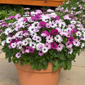 Osteospermum Flower seeds for Planting Vibrant Colors, Heirloom & GMO Free Seeds for Home Garden seeds for planting