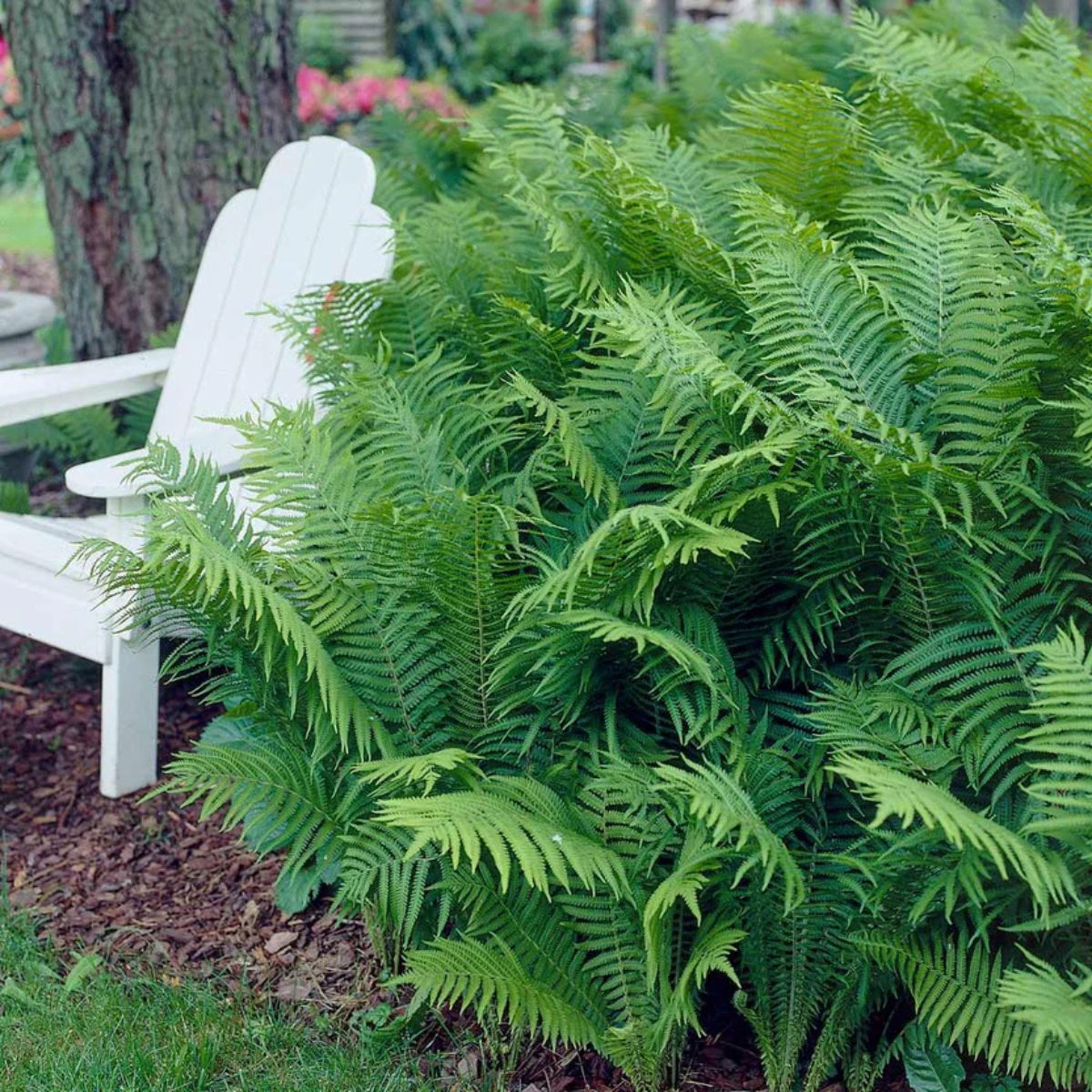 Fern Bracken Flower Seeds – Heirloom Non-GMO Hardy Plants for Garden Borders & Landscaping