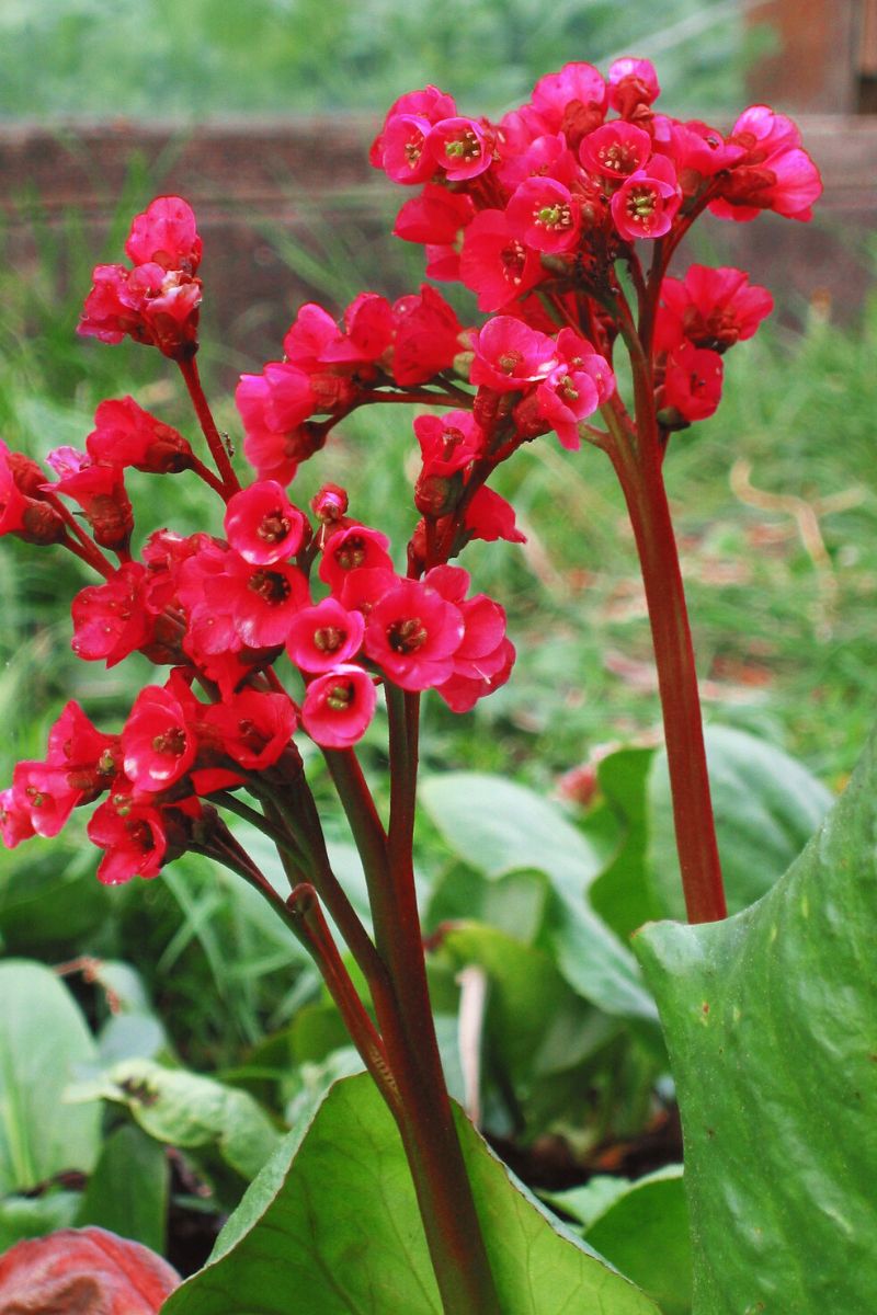 Red Bergenia Flower seeds for Planting Drought Tolerant, Heirloom & GMO Free Seeds for Home Garden vegetable and garden seeds