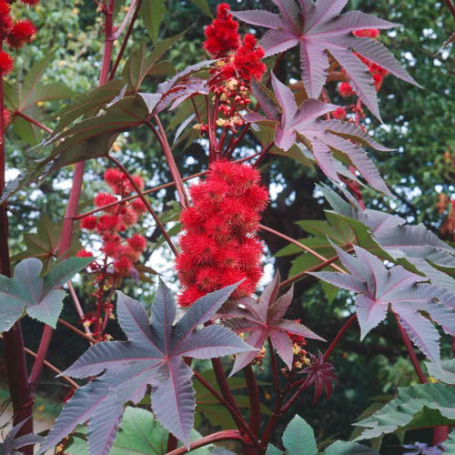 Castor Flower seeds for Planting Low Maintenance, Heirloom & GMO Free Seeds for Home Garden seeds for planting