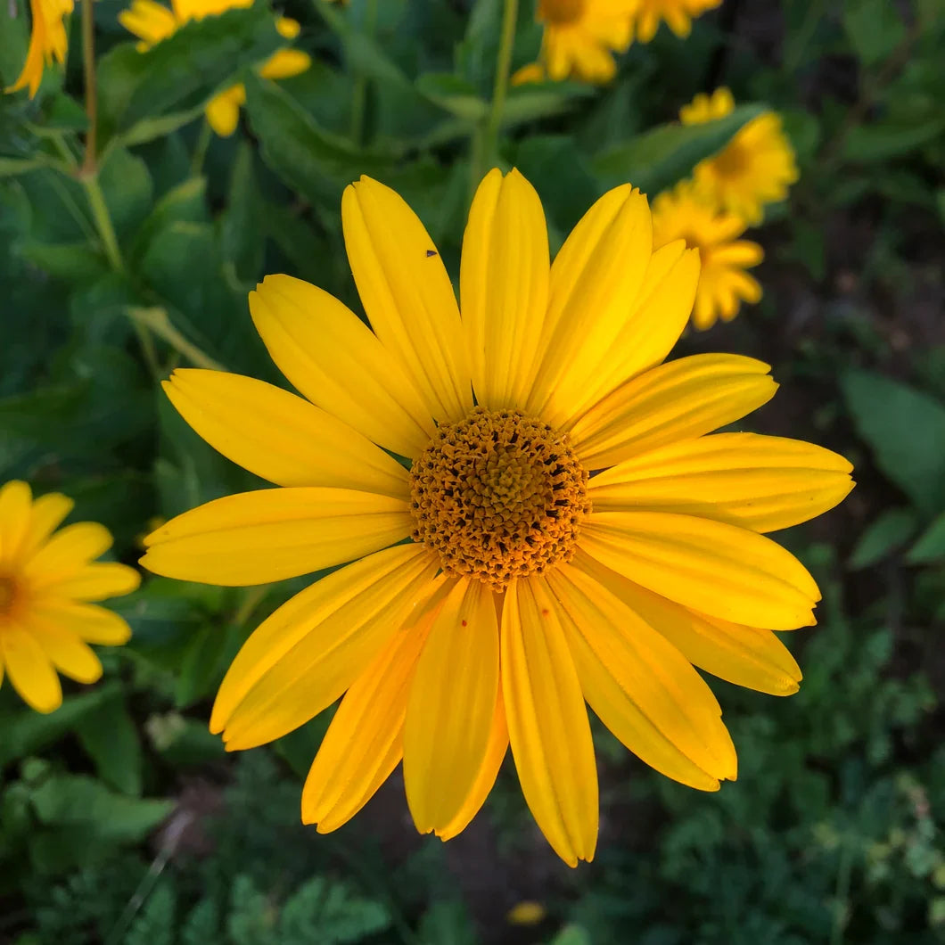 False SunFlower seeds for Planting Sun Loving Heirloom & GMO Free Seeds for Home Garden