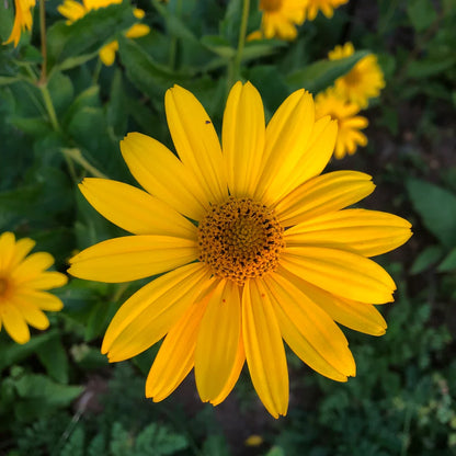 False SunFlower seeds for Planting Sun Loving Heirloom & GMO Free Seeds for Home Garden