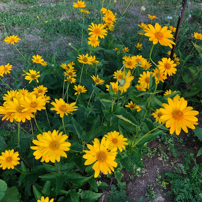 False SunFlower seeds for Planting Sun Loving Heirloom & GMO Free Seeds for Home Garden